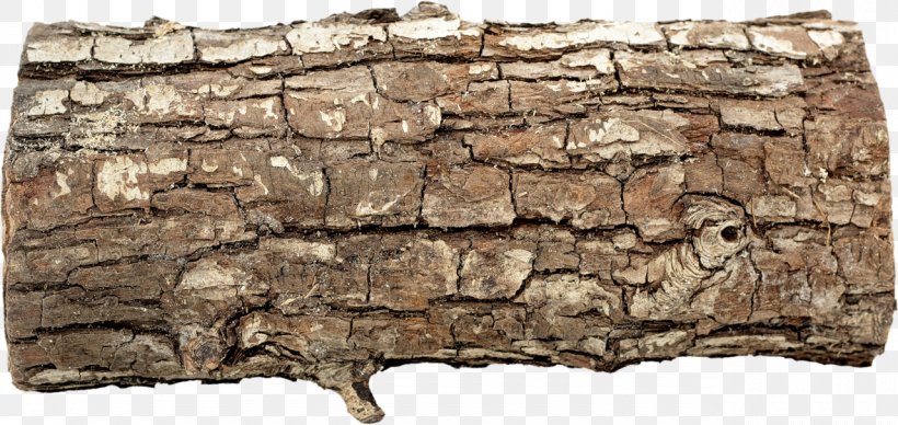 Trunk Tree Stump Snag Wood, PNG, 1280x607px, Trunk, Birch, Bogwood, Data Compression, Frame And Panel Download Free