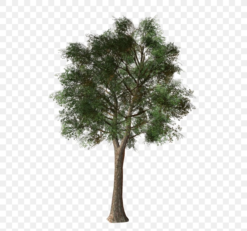 Branch Tree Shrub Topiary Evergreen, PNG, 500x768px, Branch, Bay Laurel, Box, Deciduous, Evergreen Download Free