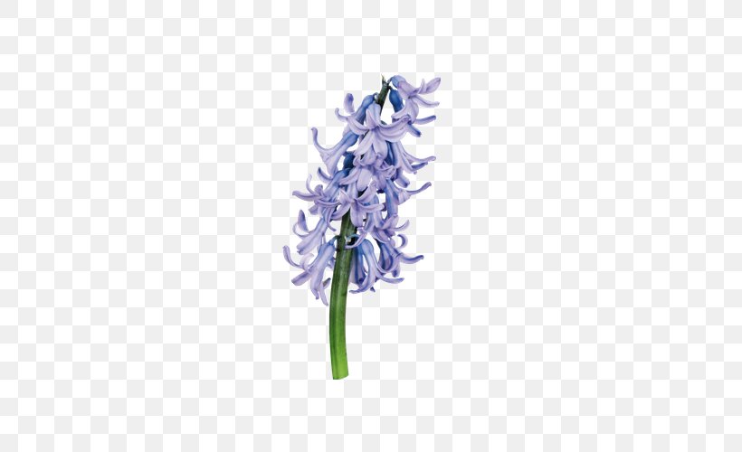 Hyacinthus Orientalis Purple Download Flower, PNG, 600x500px, Hyacinthus Orientalis, Cut Flowers, Flora, Floral Design, Flower Download Free
