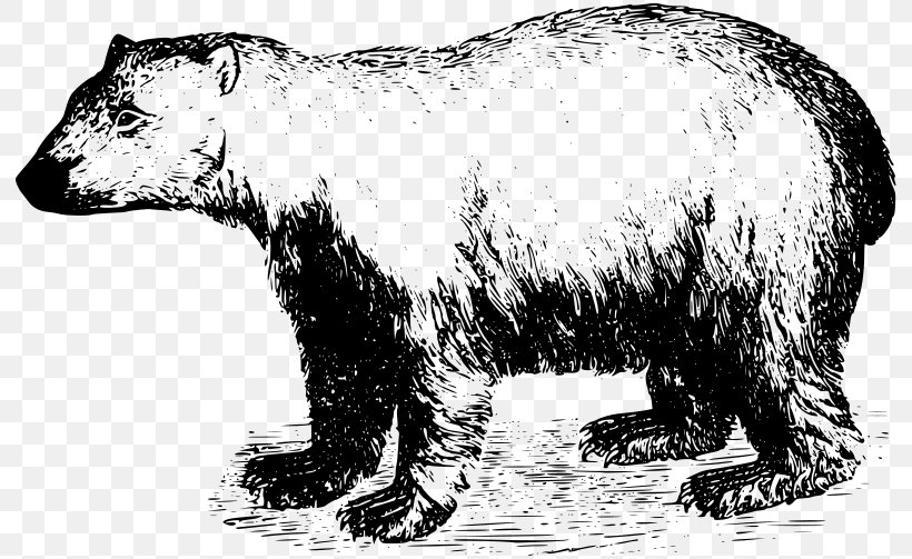 Polar Bear American Black Bear T-shirt Grizzly Bear, PNG, 800x503px, Watercolor, Cartoon, Flower, Frame, Heart Download Free