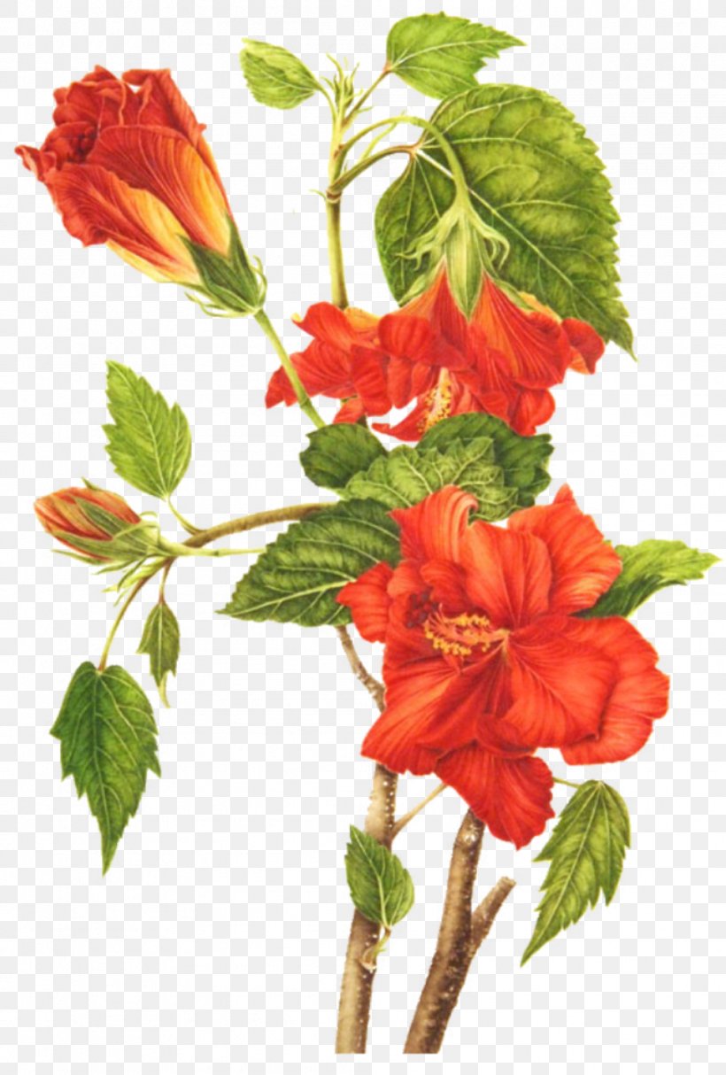 Roselle Shoeblackplant Drawing Flower Botanical Illustration, PNG, 1013x1500px, Roselle, Botanical Illustration, Branch, Drawing, Floral Design Download Free