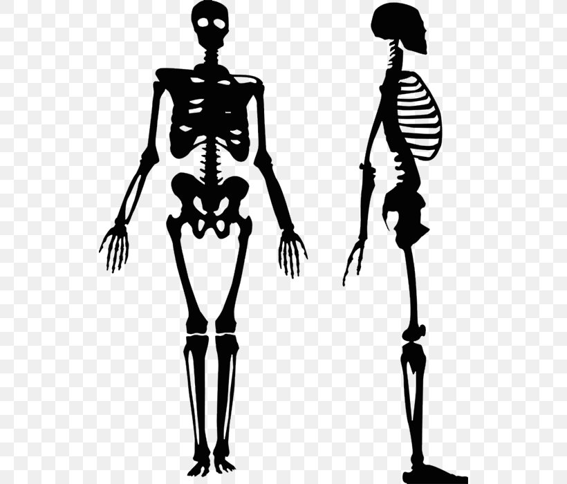 Vector Graphics Human Skeleton Clip Art Royalty-free Human Body, PNG, 534x700px, Human Skeleton, Anatomy, Arm, Black And White, Bone Download Free