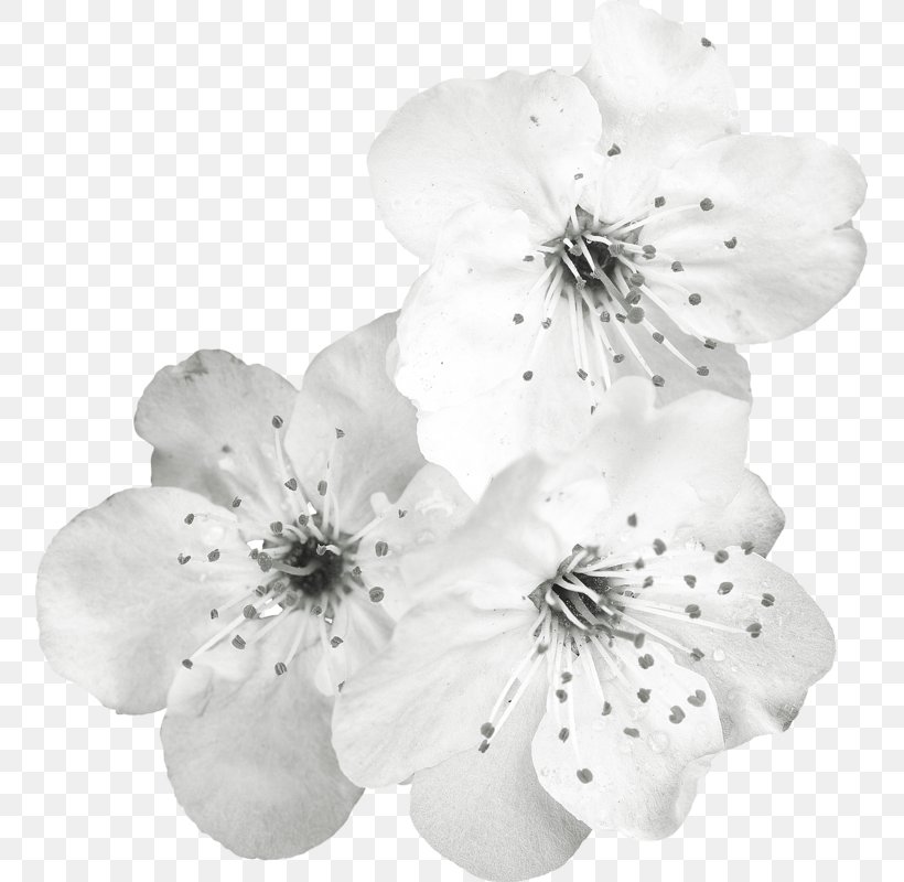 White Cut Flowers Petal Clip Art, PNG, 755x800px, White, Artificial Flower, Black And White, Blossom, Branch Download Free