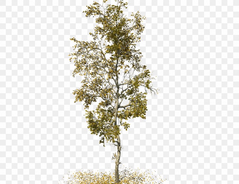 SpeedTree American Sycamore Sycamore Maple Woody Plant, PNG, 1600x1235px, 3d Computer Graphics, Tree, American Sycamore, Bark, Branch Download Free
