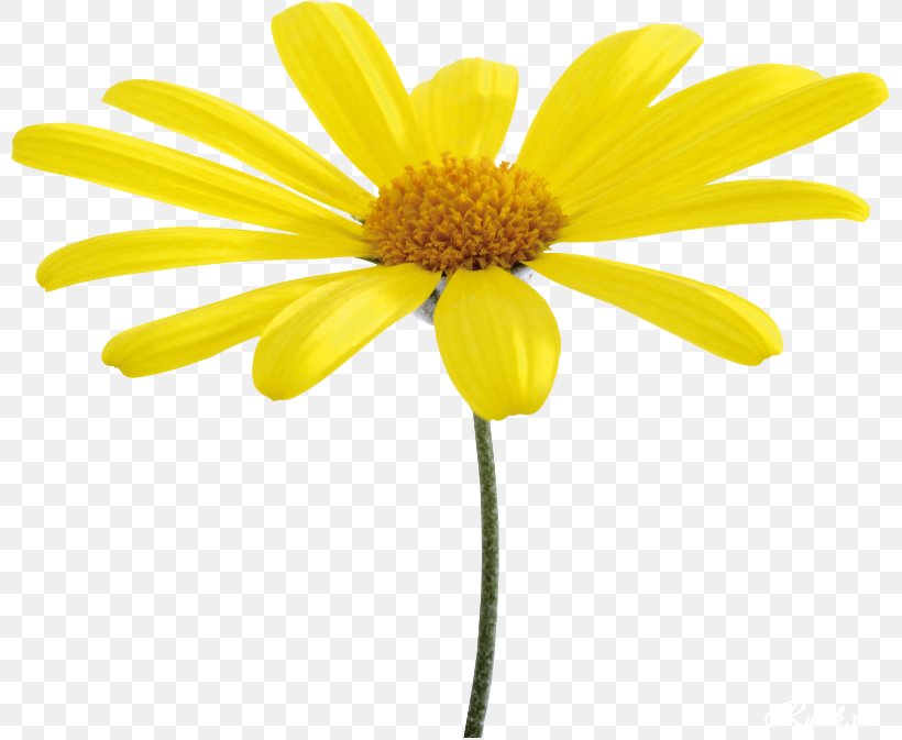 Flower Yellow Oxeye Daisy, PNG, 800x673px, Flower, Chrysanthemum, Chrysanths, Cut Flowers, Daisy Download Free
