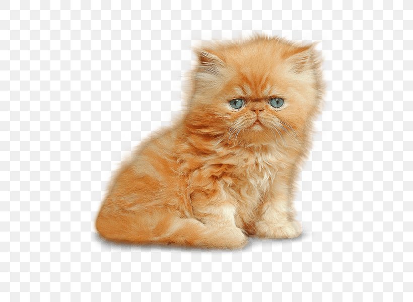Munchkin Cat Siamese Cat Kitten Dog, PNG, 500x600px, Siamese Cat, Animal, Asian Semi Longhair, British Semi Longhair, Carnivoran Download Free