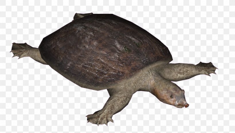 Zoo Tycoon 2 Florida Softshell Turtle Reptile Box Turtle, PNG, 1024x581px, Zoo Tycoon 2, Animal, Apalone, Box Turtle, Chelydridae Download Free