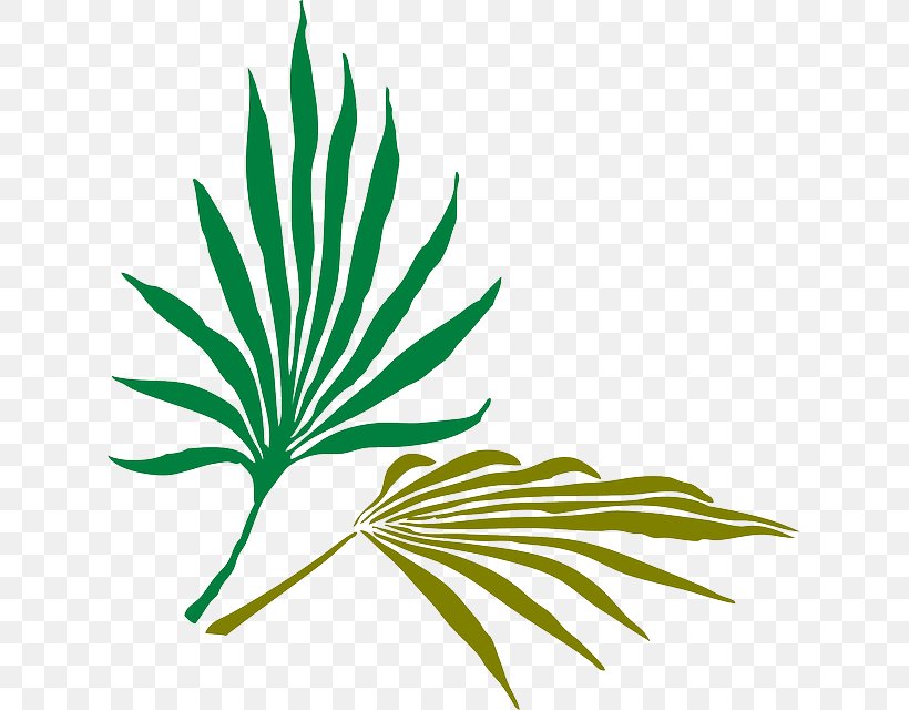 Arecaceae Frond Palm Branch Clip Art, PNG, 625x640px, Arecaceae, Arecales, Branch, Frond, Grass Download Free