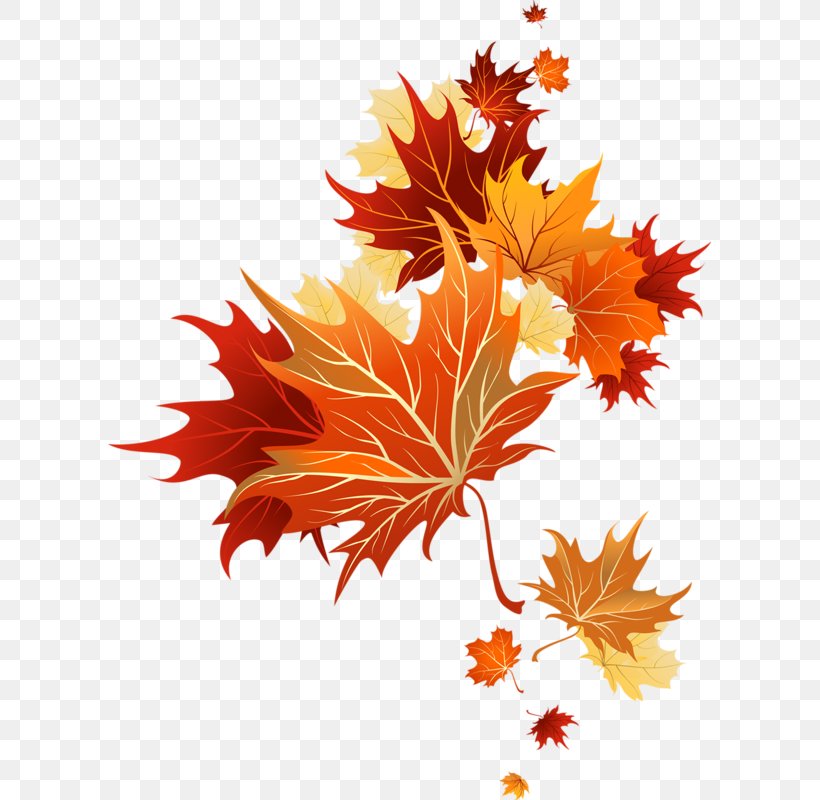 Autumn Clip Art, PNG, 603x800px, Autumn, Autumn Leaf Color, Drawing, Flower, Flowering Plant Download Free