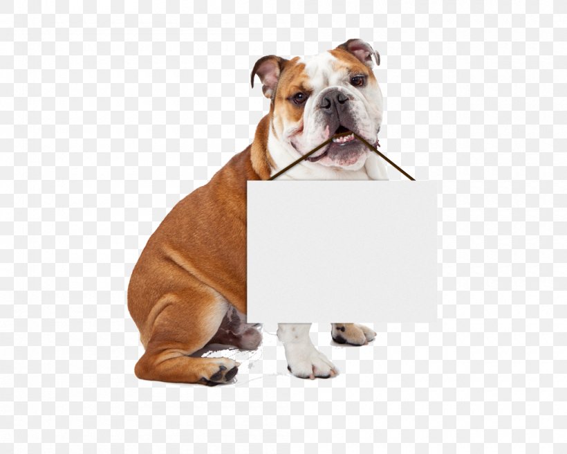 Dog Puppy Pet Veterinarian Cat, PNG, 1000x800px, Dog, Bulldog, Carnivoran, Cat, Dog Biscuit Download Free