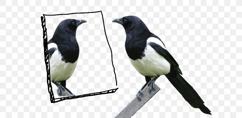 Eurasian Magpie Bird Mirror Test Crow, PNG, 640x400px, Eurasian Magpie, American Sparrows, Beak, Bird, Color Download Free