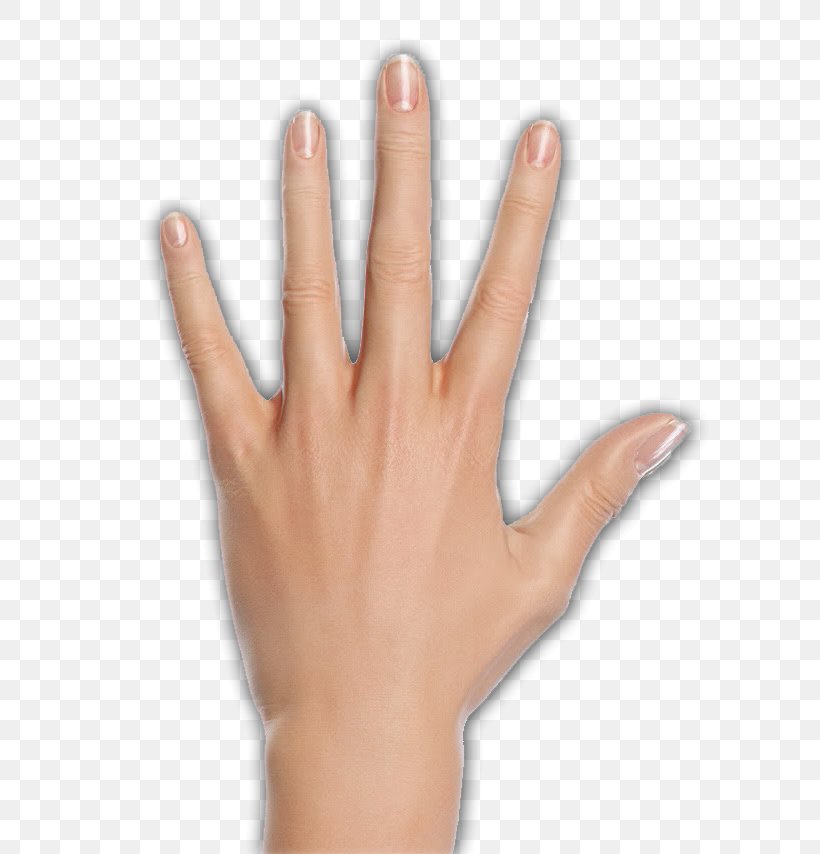 Thumb Woman Hand Model Palmistry, PNG, 622x854px, 2017, Thumb, Arm, Character Structure, Digit Download Free