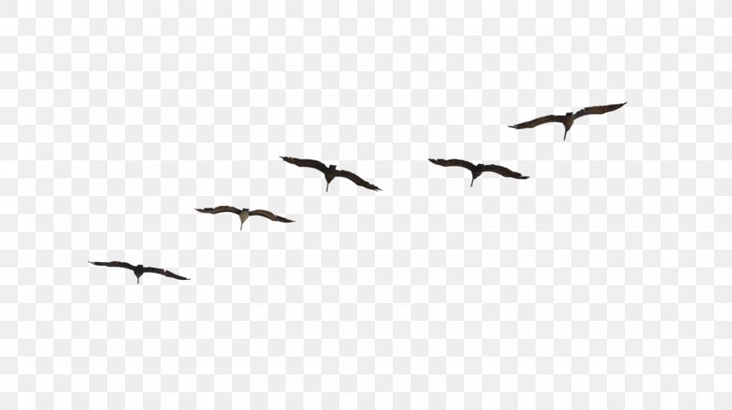 Bird Migration Flight Flock Animal Migration, PNG, 1600x898px, Bird, Animal, Animal Migration, Beak, Bird Flight Download Free