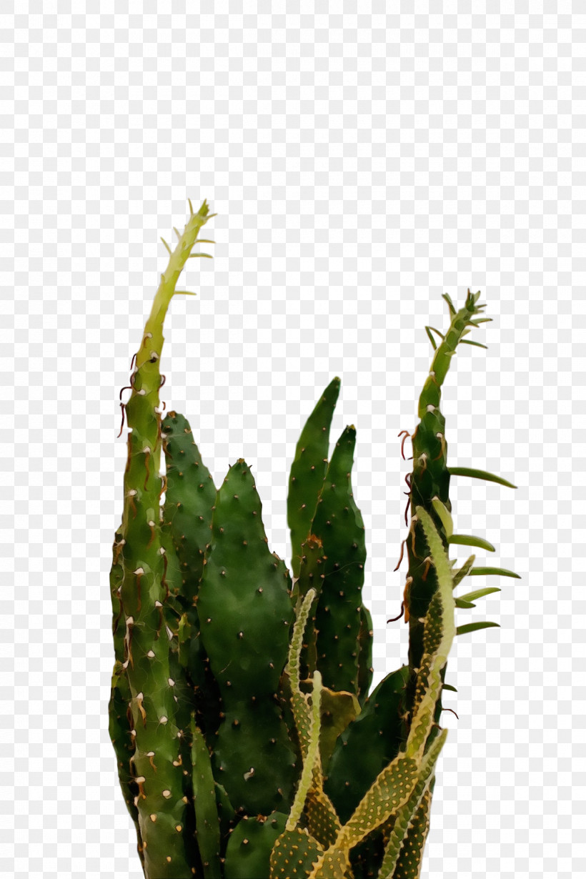 Cactus, PNG, 1200x1800px, Watercolor, Acanthocereus, Biology, Cactus, Caryophyllales Download Free