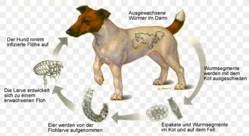 Dog Tapeworms Cat Puppy, PNG, 822x452px, Dog, Biological Life Cycle, Carnivoran, Cat, Cysticercus Download Free