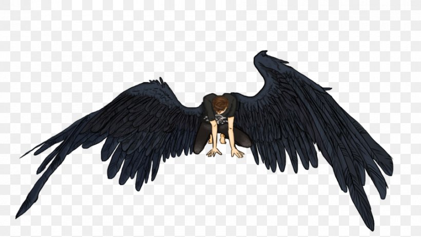 Eagle Vulture Beak Feather, PNG, 900x508px, Eagle, Beak, Bird, Bird Of Prey, Feather Download Free