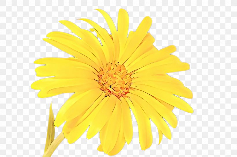 Flower Pot, PNG, 2448x1632px, Cartoon, Annual Plant, Asterales, Barberton Daisy, Calendula Download Free