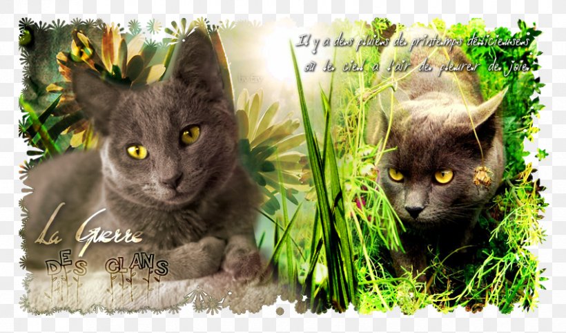 Korat Russian Blue Kitten Whiskers Fauna, PNG, 850x500px, Korat, Cat, Cat Like Mammal, Fauna, Grass Download Free