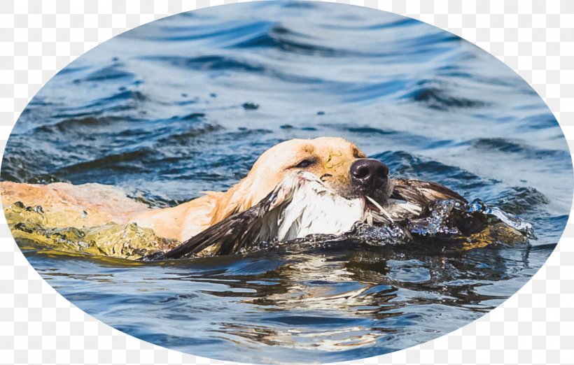 Labrador Retriever Sea Otter Service Dog Hunting, PNG, 1371x873px, Labrador Retriever, Breed, Carnivoran, Computer Monitors, Dog Download Free