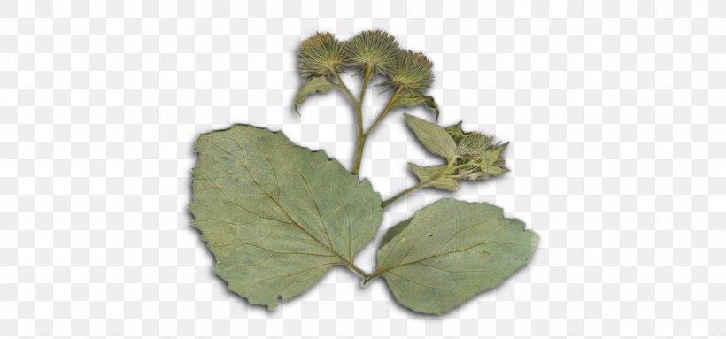 Leaf Herb, PNG, 1600x748px, Leaf, Herb, Plant Download Free