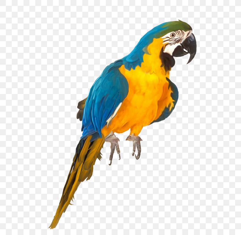 Macaw Lovebird Parakeet Pet, PNG, 551x800px, Macaw, Beak, Bird, Birdcage, Cage Download Free