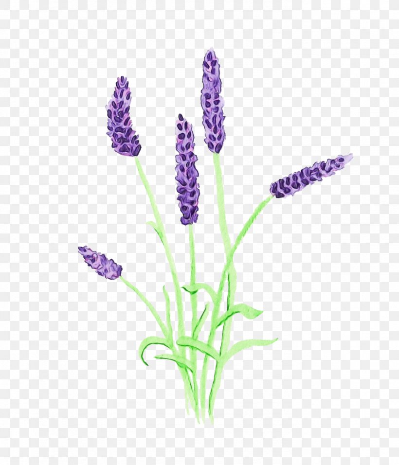 Purple Watercolor Flower, PNG, 1389x1620px, Watercolor, Art, Egyptian Lavender, English Lavender, Fernleaf Lavender Download Free