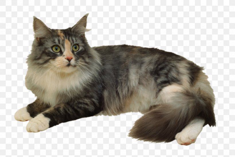 Siberian Cat Ragdoll American Wirehair Norwegian Forest Cat Stock Photography, PNG, 900x600px, Siberian Cat, Aegean Cat, American Wirehair, Breed, Burmese Cat Download Free