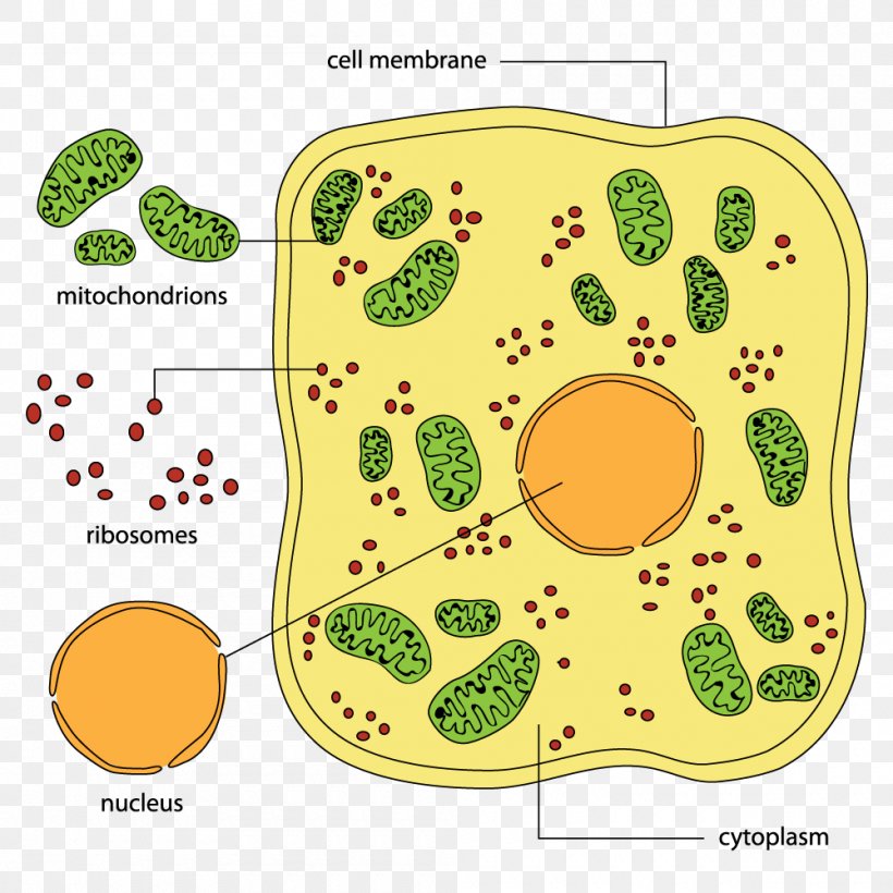 Cell Wall Biology Diagram Animal, PNG, 1000x1000px, Cell, Animal, Area, Biology, Cell Physiology Download Free