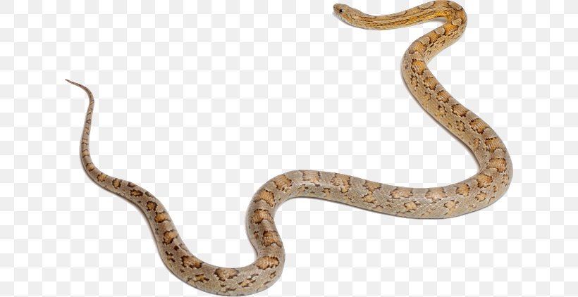 Sidewinder Corn Snake Snakes Boa Constrictor Vertebrate, PNG, 636x422px, Sidewinder, Animal Figure, Boa Constrictor, Boas, Body Jewelry Download Free