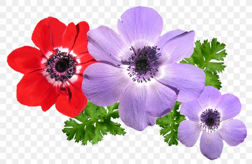 Anemone Flower Annual Plant Spring Perennial Plant, PNG, 960x628px, Anemone, Annual Plant, Flower, Flowering Plant, Perennial Plant Download Free