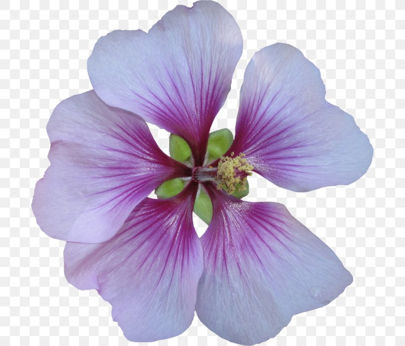 Common Hibiscus Color Clip Art, PNG, 693x700px, Common Hibiscus, Color, Designer, Flower, Flowering Plant Download Free