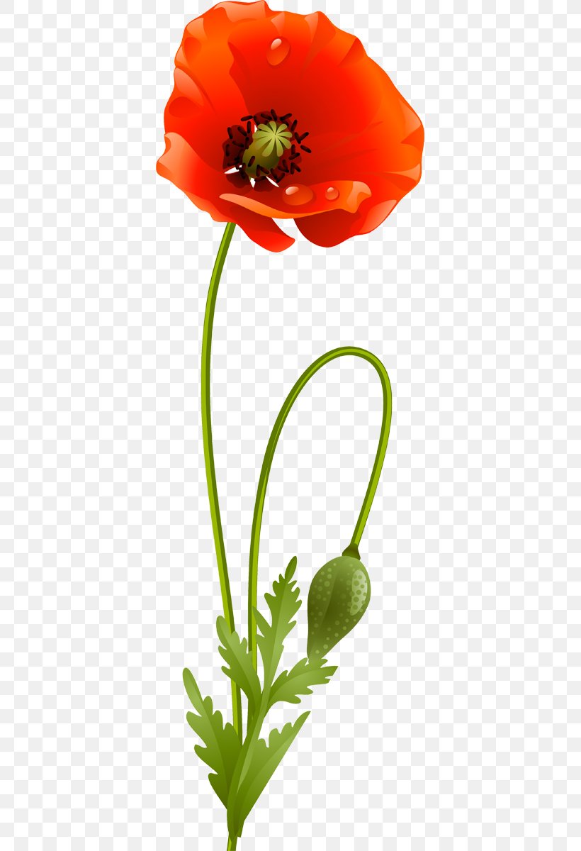 Common Poppy Clip Art, PNG, 379x1200px, Poppy, Blume, Common Poppy, Coquelicot, Cut Flowers Download Free