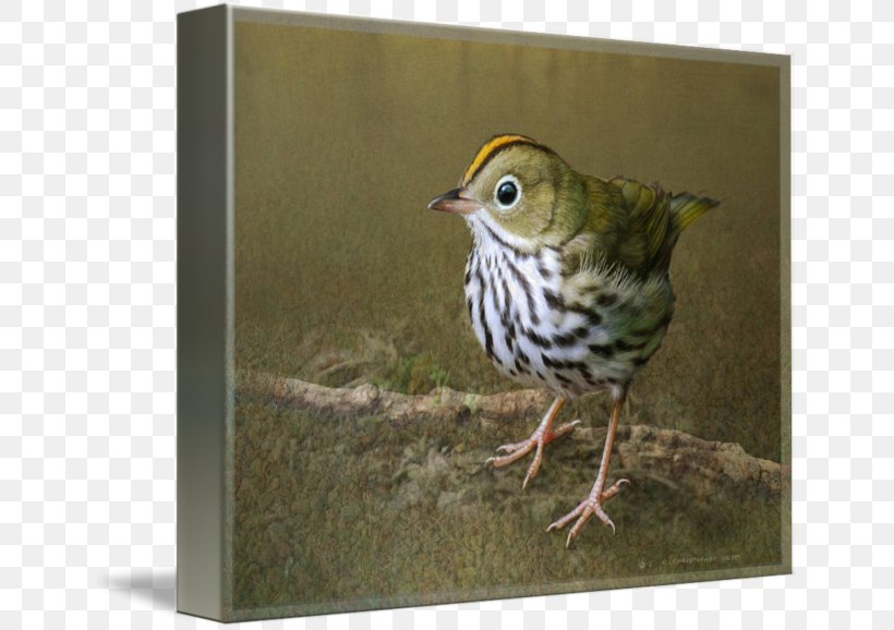 Ovenbird Canvas Print Art Printing, PNG, 650x578px, Canvas Print, American Yellow Warbler, Art, Beak, Bird Download Free