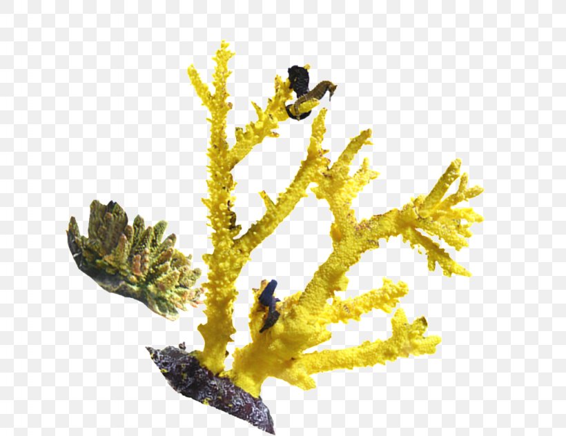 Coral Image Seabed, PNG, 1024x790px, Coral, American Larch, Aquarium, Aquarium Decor, Branch Download Free