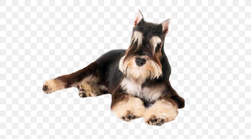 Miniature Schnauzer Puppy Scottish Terrier German Pinscher, PNG, 640x453px, Miniature Schnauzer, Breed, Carnivoran, Companion Dog, Dog Download Free