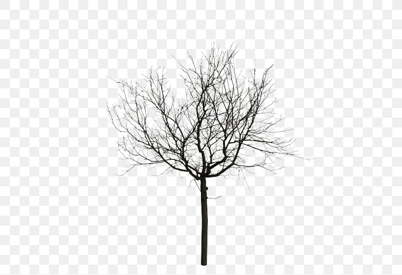 Stock Photography Light Tree Twig Wire, PNG, 631x561px, Stock Photography, Black And White, Branch, Drawing, Forest Download Free