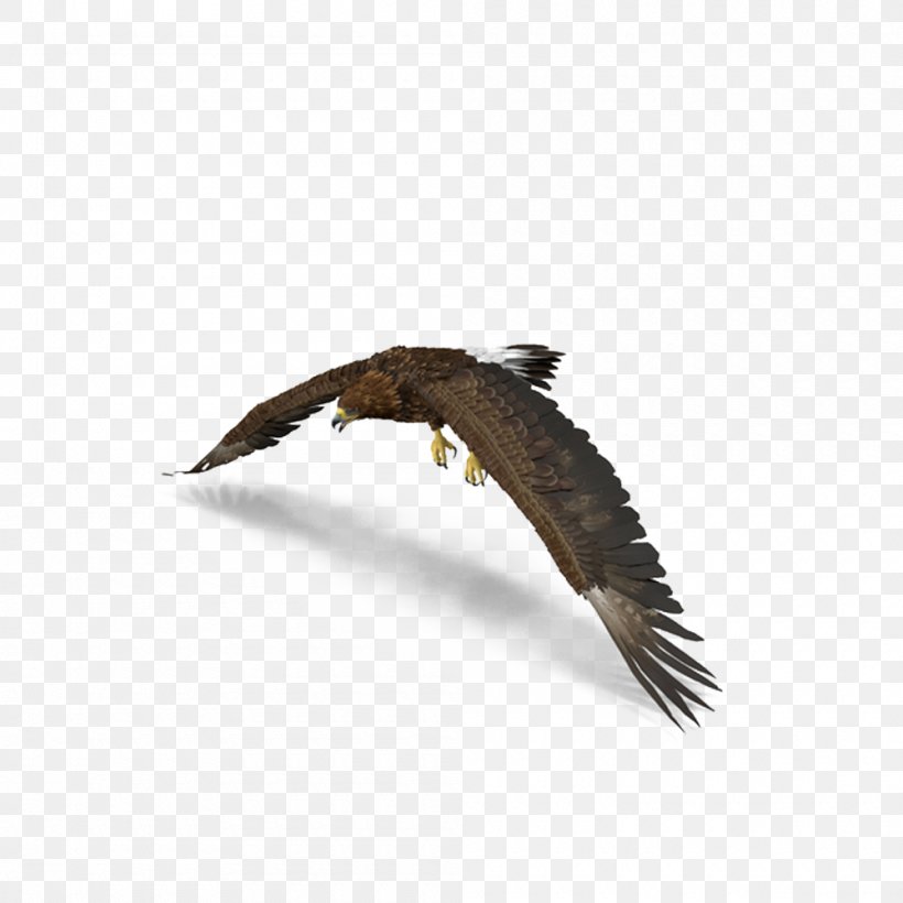 Bald Eagle Bird Hawk, PNG, 1000x1000px, Bald Eagle, Accipitriformes, Beak, Bird, Bird Of Prey Download Free