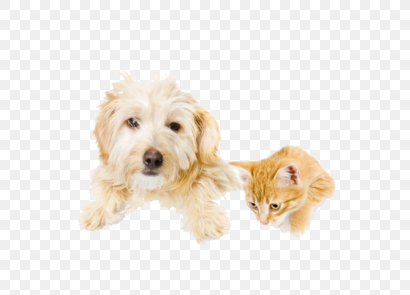Cat Beagle Pet Sitting Veterinarian, PNG, 598x590px, Cat, Beagle, Carnivoran, Cavapoo, Cockapoo Download Free