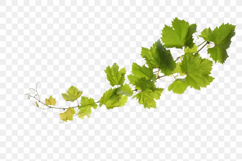 Common Grape Vine Sultana Grape Leaves, PNG, 942x628px, Common Grape Vine, Branch, Grape, Grape Leaves, Grapevine Family Download Free