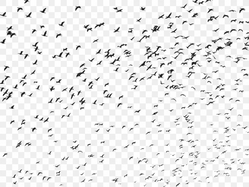 Flying Bird Background, PNG, 1000x750px, Bird, Animal Migration, Bird Flight, Bird Migration, Flock Download Free