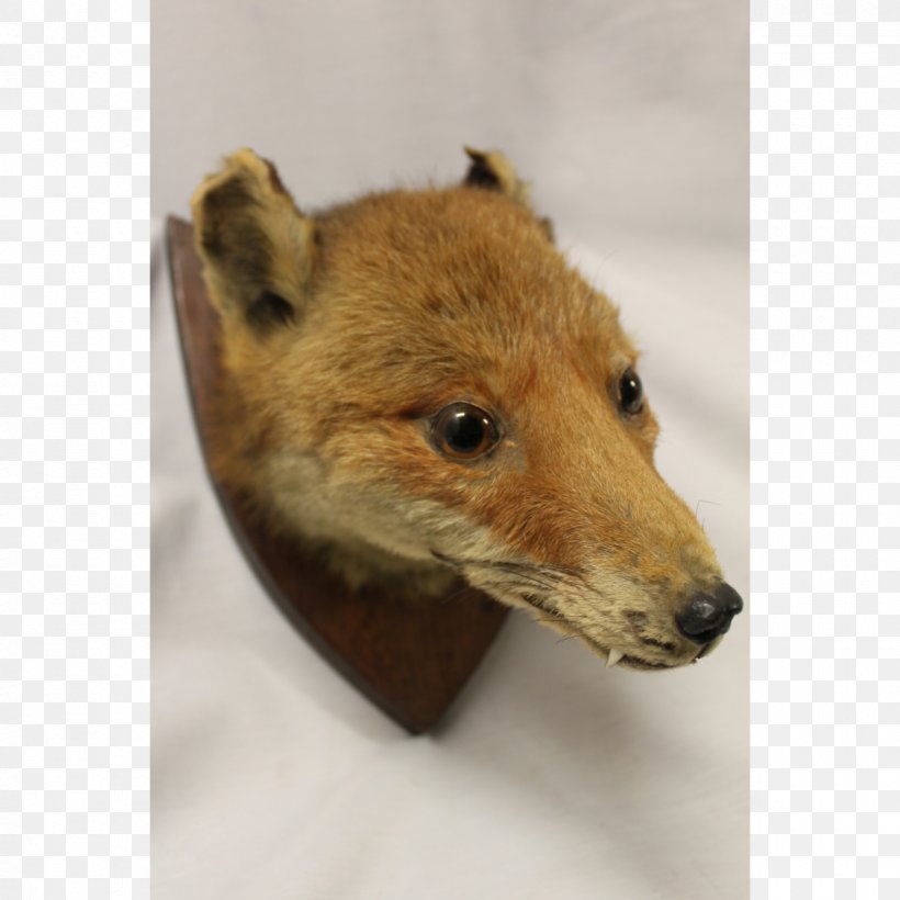 Red Fox Dhole Price Fur, PNG, 1200x1200px, Red Fox, Clock, Deer, Dhole, Dog Like Mammal Download Free