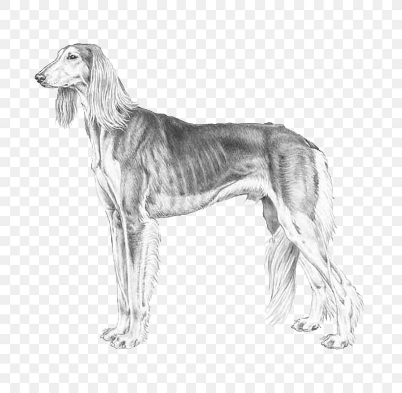 Saluki Spanish Greyhound Sloughi Borzoi, PNG, 800x800px, Saluki, Afghan Hound, American Staghound, Artwork, Azawakh Download Free