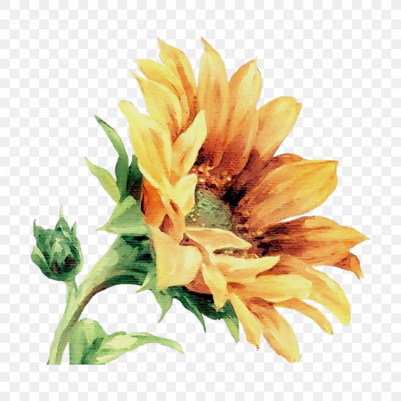 Sunflower, PNG, 1600x1600px, Watercolor, Cut Flowers, Flower, Flowering Plant, Paint Download Free