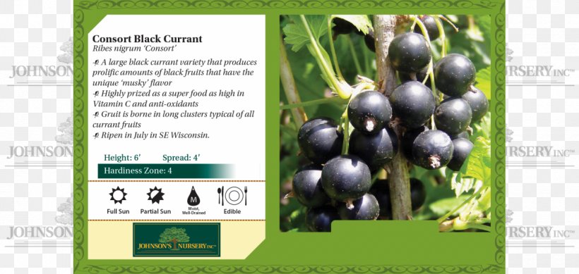 Blackcurrant Cultivar Redcurrant Shrub Red Raspberry, PNG, 1240x589px, Blackcurrant, Berry, Cultivar, Currant, Food Download Free