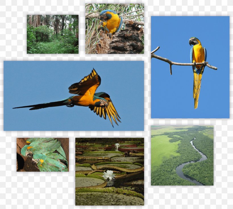 Blue-throated Macaw Birdwatching Parakeet, PNG, 1006x902px, Macaw, Beak, Bird, Birdwatching, Bluethroated Macaw Download Free