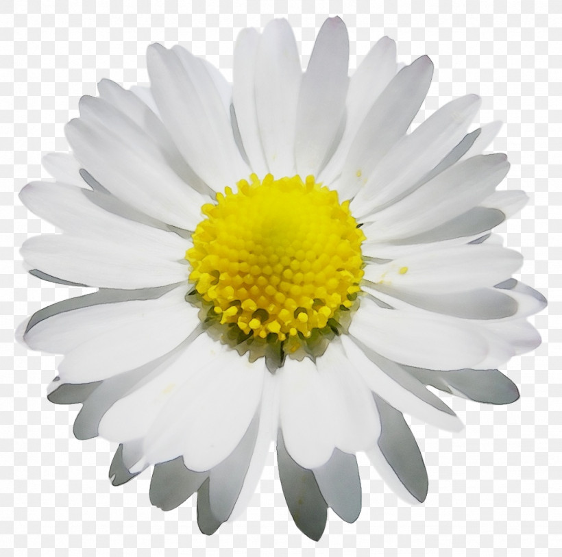 Chrysanthemum Oxeye Daisy Roman Chamomile Marguerite Daisy Aster, PNG, 1023x1015px, Watercolor, Argyranthemum, Aster, Biology, Chamomiles Download Free