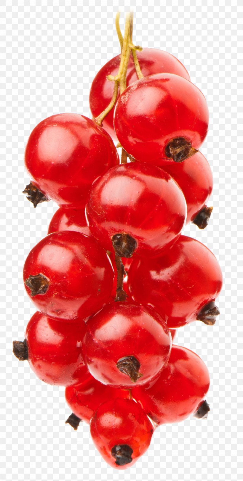Cranberry Eurofruit Vegetable, PNG, 1000x1982px, Cranberry, Auglis, Berry, Christmas Ornament, Currant Download Free