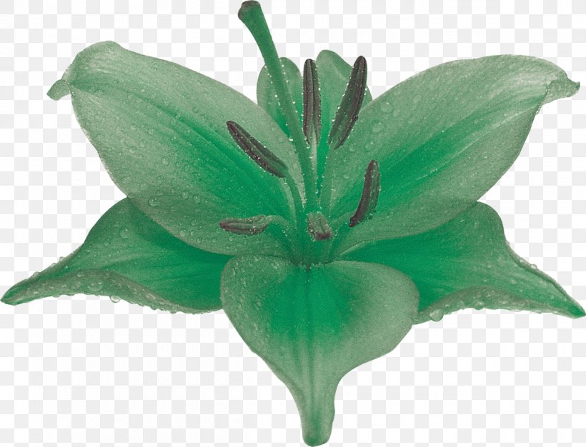 Lilium Flower Photography Plant Green, PNG, 1200x917px, Watercolor, Cartoon, Flower, Frame, Heart Download Free