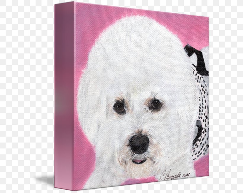 Maltese Dog Havanese Dog Bichon Frise Bolognese Dog Miniature Poodle, PNG, 607x650px, Maltese Dog, Bichon, Bichon Frise, Bolognese, Bolognese Dog Download Free