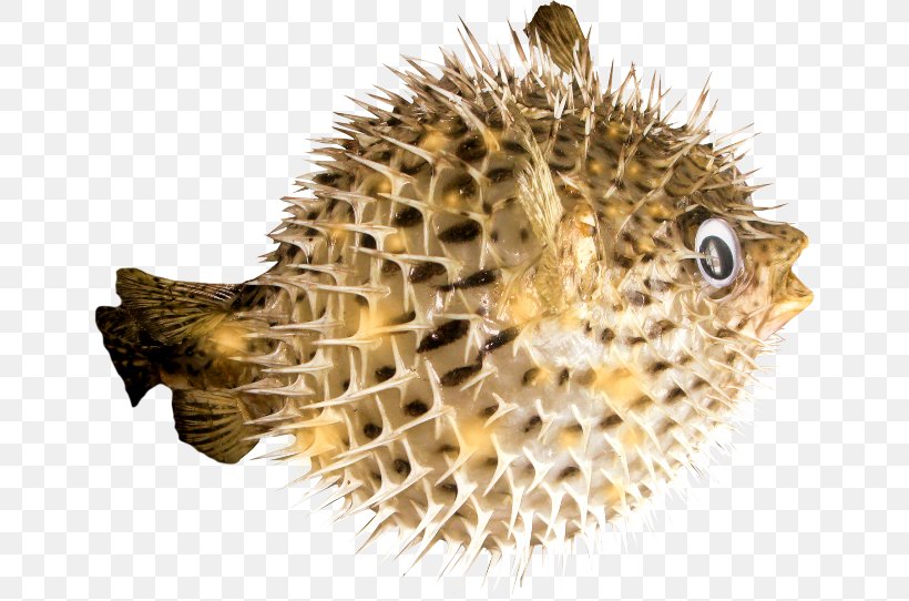 Sea Urchin Honeycomb Cowfish Clip Art, PNG, 650x542px, Sea Urchin, Data, Fish, Fugu, Honeycomb Cowfish Download Free